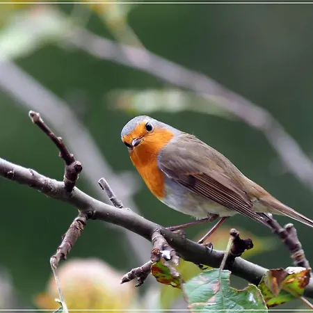 I Balzani 3* מאטליקה