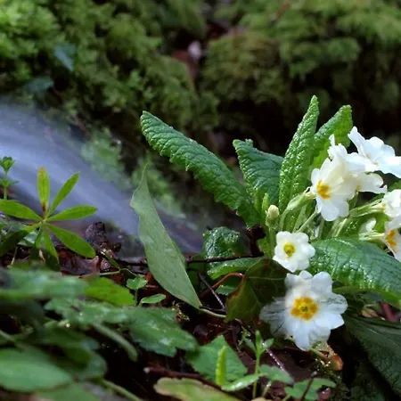 לינה וארוחת בוקר I Balzani 3*